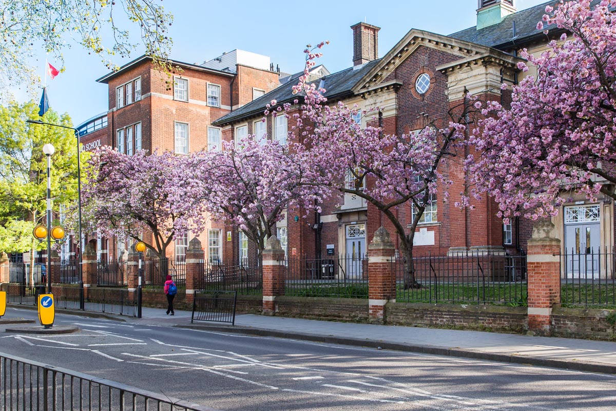 Hampstead School trees outside hampstead school